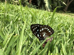 Charaxes eurinome