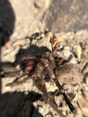 Aphonopelma anax