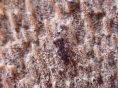 Monosteira unicostata