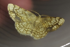 Stegania dilectaria