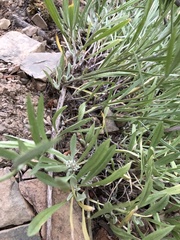 Antennaria anaphaloides