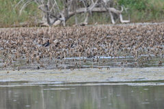 Tachybaptus dominicus