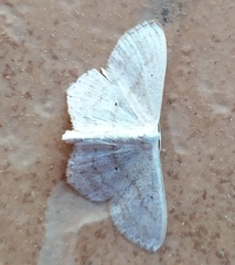 Scopula nigropunctata