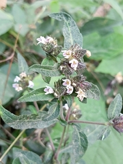 Lepidagathis incurva