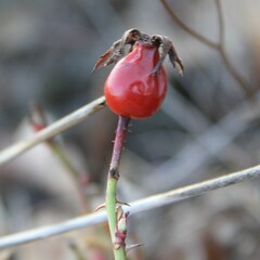 Rosa rubiginosa