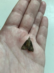 Hypena scabra