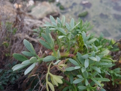 Crithmum maritimum