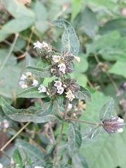 Lepidagathis incurva