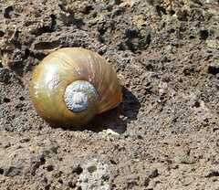 Pomacea americanista