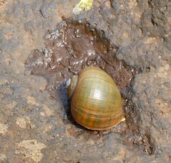 Pomacea americanista