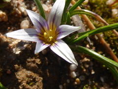 Romulea columnae