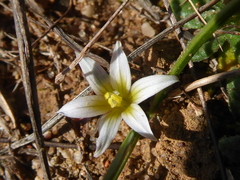 Romulea columnae
