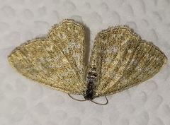 Scopula immorata
