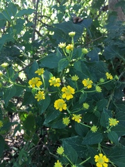 Otopappus epaleaceus