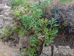 Crithmum maritimum