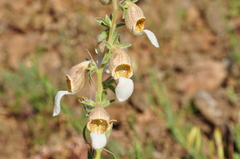 Digitalis lamarckii