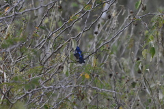 Cyanocompsa parellina