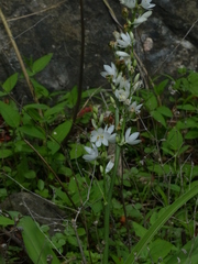 Chlorophytum tuberosum