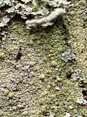 Hypocenomyce scalaris