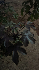 Jatropha gossypiifolia