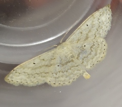 Scopula incanata