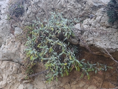 Artemisia maritima