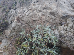 Artemisia maritima