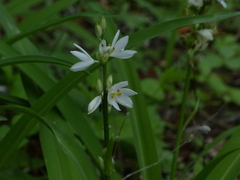 Chlorophytum tuberosum