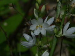 Chlorophytum tuberosum