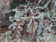 Artemisia maritima