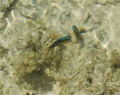 Chrysiptera unimaculata