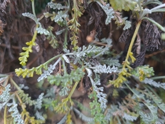 Artemisia maritima