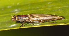 Semiotus