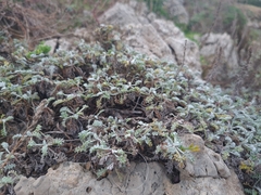 Artemisia maritima
