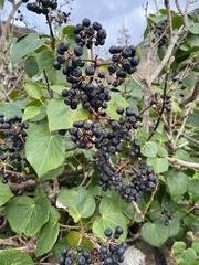 Hedera azorica