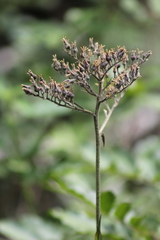 Lachnanthes caroliniana image