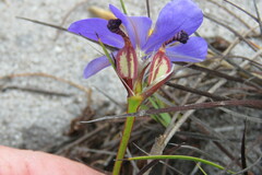 Aristea glauca