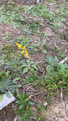 Corydalis micrantha