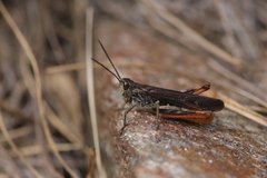 Chorthippus eisentrauti