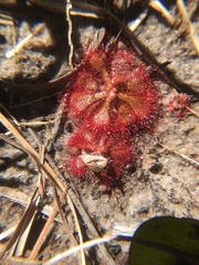 Drosera