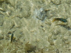 Chrysiptera unimaculata