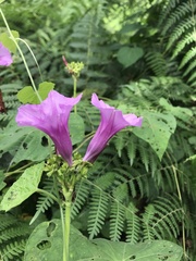 Ipomoea pedicellaris