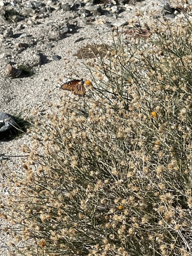 iNaturalist observation photo of Queen