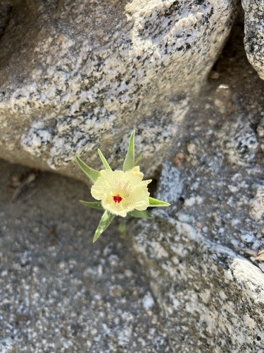 iNaturalist observation photo of ghost flower