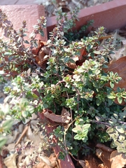 Thymelaea