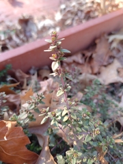 Thymelaea