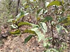 Embelia tsjeriam-cottam