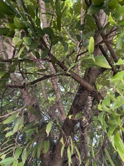 Ficus maclellandii