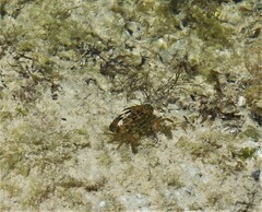 Thalamitinae