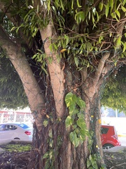 Ficus maclellandii